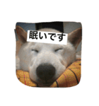Funaking dogs（個別スタンプ：20）