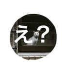 Funaking dogs（個別スタンプ：23）
