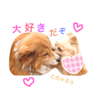ラブ ペット（個別スタンプ：1）