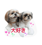 Three pretty Shihtzu and poodle toy.（個別スタンプ：1）