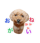 Three pretty Shihtzu and poodle toy.（個別スタンプ：2）