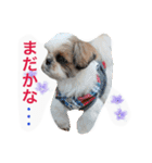 Three pretty Shihtzu and poodle toy.（個別スタンプ：3）