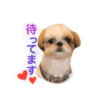 Three pretty Shihtzu and poodle toy.（個別スタンプ：4）