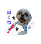 Three pretty Shihtzu and poodle toy.（個別スタンプ：6）