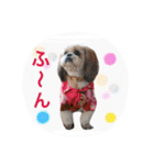 Three pretty Shihtzu and poodle toy.（個別スタンプ：8）