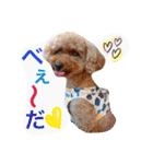 Three pretty Shihtzu and poodle toy.（個別スタンプ：10）