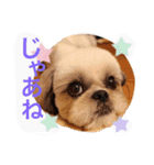 Three pretty Shihtzu and poodle toy.（個別スタンプ：11）