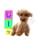 Three pretty Shihtzu and poodle toy.（個別スタンプ：12）