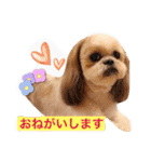 Three pretty Shihtzu and poodle toy.（個別スタンプ：13）