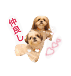 Three pretty Shihtzu and poodle toy.（個別スタンプ：14）