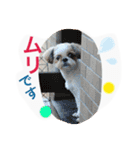 Three pretty Shihtzu and poodle toy.（個別スタンプ：15）