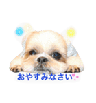 Three pretty Shihtzu and poodle toy.（個別スタンプ：16）