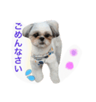 Three pretty Shihtzu and poodle toy.（個別スタンプ：17）