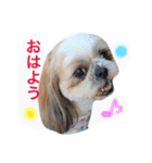 Three pretty Shihtzu and poodle toy.（個別スタンプ：18）