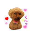 Three pretty Shihtzu and poodle toy.（個別スタンプ：19）