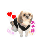 Three pretty Shihtzu and poodle toy.（個別スタンプ：20）