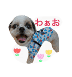 Three pretty Shihtzu and poodle toy.（個別スタンプ：21）