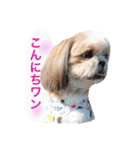 Three pretty Shihtzu and poodle toy.（個別スタンプ：22）