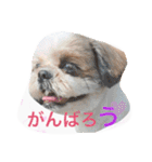 Three pretty Shihtzu and poodle toy.（個別スタンプ：23）