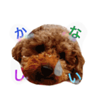 Three pretty Shihtzu and poodle toy.（個別スタンプ：24）