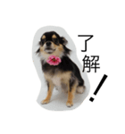 チワワ★（個別スタンプ：1）