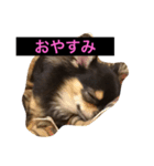 チワワ★（個別スタンプ：3）