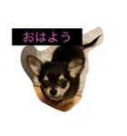 チワワ★（個別スタンプ：4）