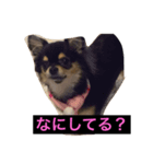 チワワ★（個別スタンプ：7）