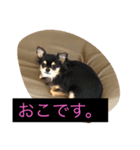 チワワ★（個別スタンプ：8）