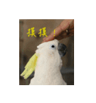 Interesting Image＆Word（個別スタンプ：1）