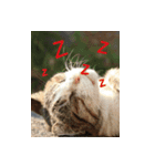 Interesting Image＆Word（個別スタンプ：5）