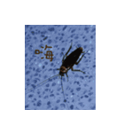 Interesting Image＆Word（個別スタンプ：13）