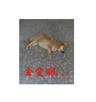 Interesting Image＆Word（個別スタンプ：16）
