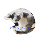 ベルくんだい！（個別スタンプ：6）