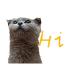 A british shorthair cat is named Ji Ji（個別スタンプ：1）