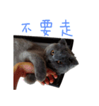 A british shorthair cat is named Ji Ji（個別スタンプ：2）