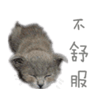 A british shorthair cat is named Ji Ji（個別スタンプ：3）