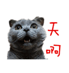 A british shorthair cat is named Ji Ji（個別スタンプ：4）