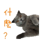A british shorthair cat is named Ji Ji（個別スタンプ：8）