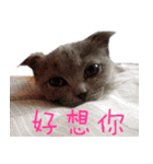 A british shorthair cat is named Ji Ji（個別スタンプ：9）