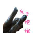A british shorthair cat is named Ji Ji（個別スタンプ：12）