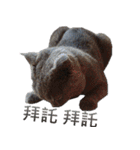 A british shorthair cat is named Ji Ji（個別スタンプ：15）