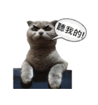 A british shorthair cat is named Ji Ji（個別スタンプ：24）