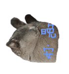 A british shorthair cat is named Ji Ji（個別スタンプ：27）