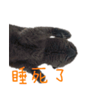 A british shorthair cat is named Ji Ji（個別スタンプ：28）
