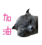 A british shorthair cat is named Ji Ji（個別スタンプ：31）