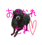 石井 ティム家族（個別スタンプ：3）