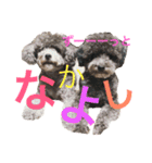 石井 ティム家族（個別スタンプ：5）