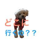 石井 ティム家族（個別スタンプ：8）