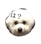 ビションフリーゼ ライフ！（個別スタンプ：1）
